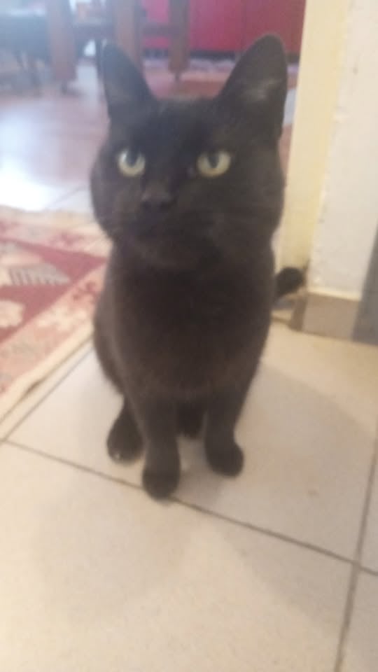 Jojo's waiting to give her a treat ^^