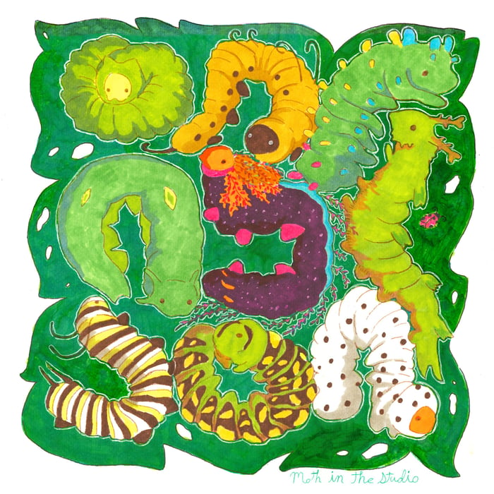 Cute Caterpillars Shikishi Art Board