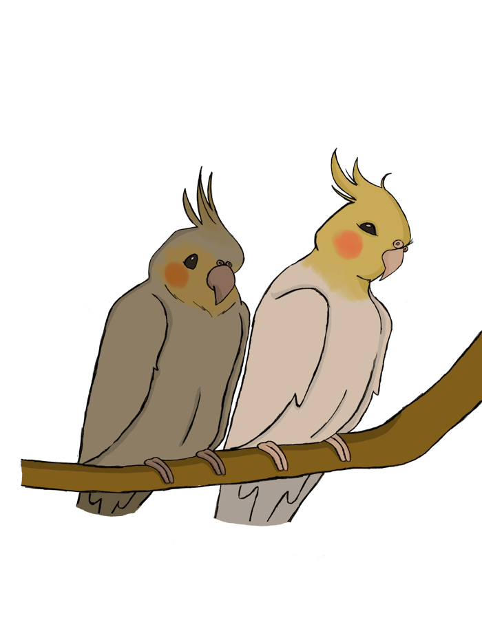 Animals