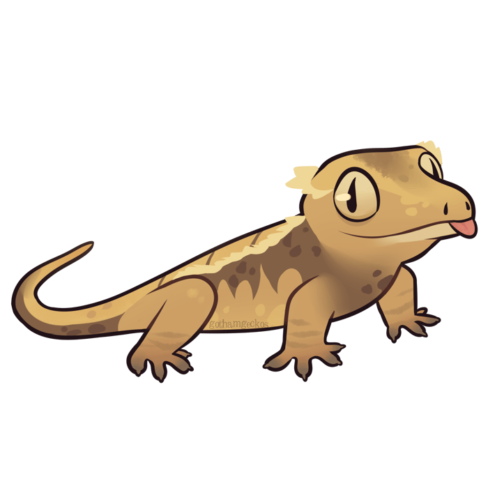 Gotham Geckos Reptile